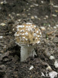 Jeweled deathcap (Amanita gemmata)