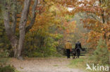 National Park Drents-Friese Wold