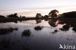 National Park Dwingelderveld