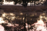 Nationaal Park Dwingelderveld