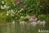 Egyptian Goose (Alopochen aegyptiaca)