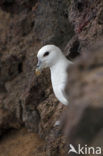 Noordse Stormvogel (Fulmarus glacialis)