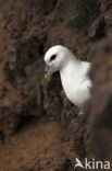 Noordse Stormvogel (Fulmarus glacialis)