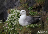 Noordse Stormvogel (Fulmarus glacialis)