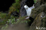 Noordse Stormvogel (Fulmarus glacialis)