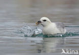 Noordse Stormvogel (Fulmarus glacialis)