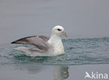 Noordse Stormvogel (Fulmarus glacialis)