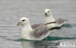 Noordse Stormvogel (Fulmarus glacialis)