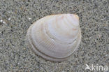 Smooth Cockle (Laevicardium crassum)