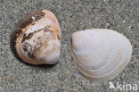 Smooth Cockle (Laevicardium crassum)