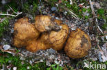 Okerkleurige vezeltruffel (Rhizopogon luteolus) 