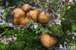Okerkleurige vezeltruffel (Rhizopogon luteolus) 
