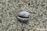 Nothern Cowrie (Trivia arctica)