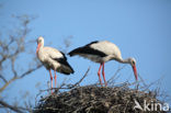 Ooievaar (Ciconia ciconia)