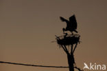 White Stork (Ciconia ciconia)