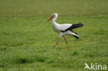 White Stork (Ciconia ciconia)