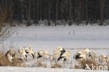 White Stork (Ciconia ciconia)