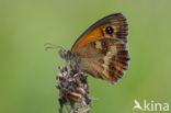 Oranje zandoogje (Pyronia tithonus)