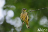 Ortolan Bunting (Emberiza hortulana)