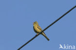 Ortolan Bunting (Emberiza hortulana)