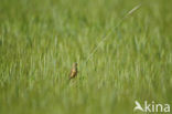 Ortolan Bunting (Emberiza hortulana)
