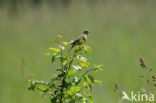 Ortolaan (Emberiza hortulana) 