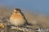 Whinchat (Saxicola rubetra)