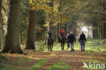 Paard (Equus spp)