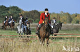 Paard (Equus spp)