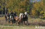 Horse (Equus spp)