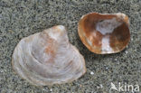 Saddle-oyster (Anomia ephippium)