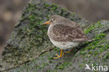 Purple Sandpiper (Calidris maritima)