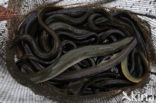 Eel (Anguilla anguilla) 