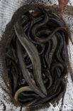 Eel (Anguilla anguilla) 