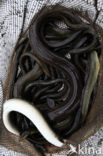 Eel (Anguilla anguilla) 