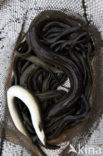 Eel (Anguilla anguilla) 