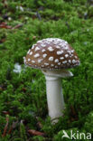 Panther mushroom (Amanita pantherina)