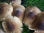 Parasolzwam spec. (Lepiota spec)