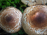 Parasolzwam spec. (Lepiota spec)