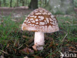 The Blusher (Amanita rubescens)