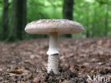The Blusher (Amanita rubescens)