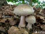 The Blusher (Amanita rubescens)