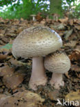 The Blusher (Amanita rubescens)