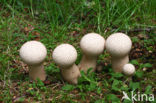 Common puffball (Lycoperdon perlatum)