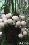 Peervormige stuifzwam (Lycoperdon pyriforme)