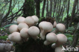 Peervormige stuifzwam (Lycoperdon pyriforme)