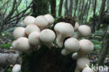 Peervormige stuifzwam (Lycoperdon pyriforme)