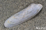 Common Piddock (Pholas dactylus)