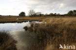 Purple Moor-grass (Molinia caerulea)