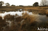 Purple Moor-grass (Molinia caerulea)